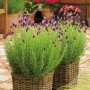 Zwei Schopflavendel 'Anouk Dark Purple' im geflochtenen Topf, ca. 20 cm hoch.