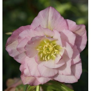 Nahaufnahme: Rosa Christrose 'Double Ellen Pink' (Helleborus orientalis), winterharte Staude.