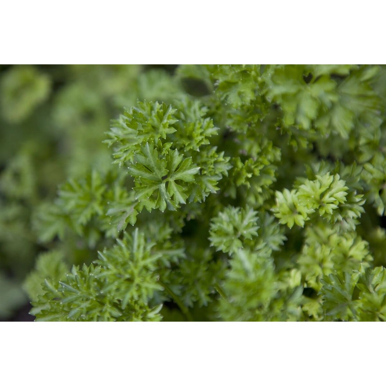 Frische, krause Petersilie (Petroselinum Crispum) im 9x9 cm Topf, ideal für Kräutergarten und Küche.