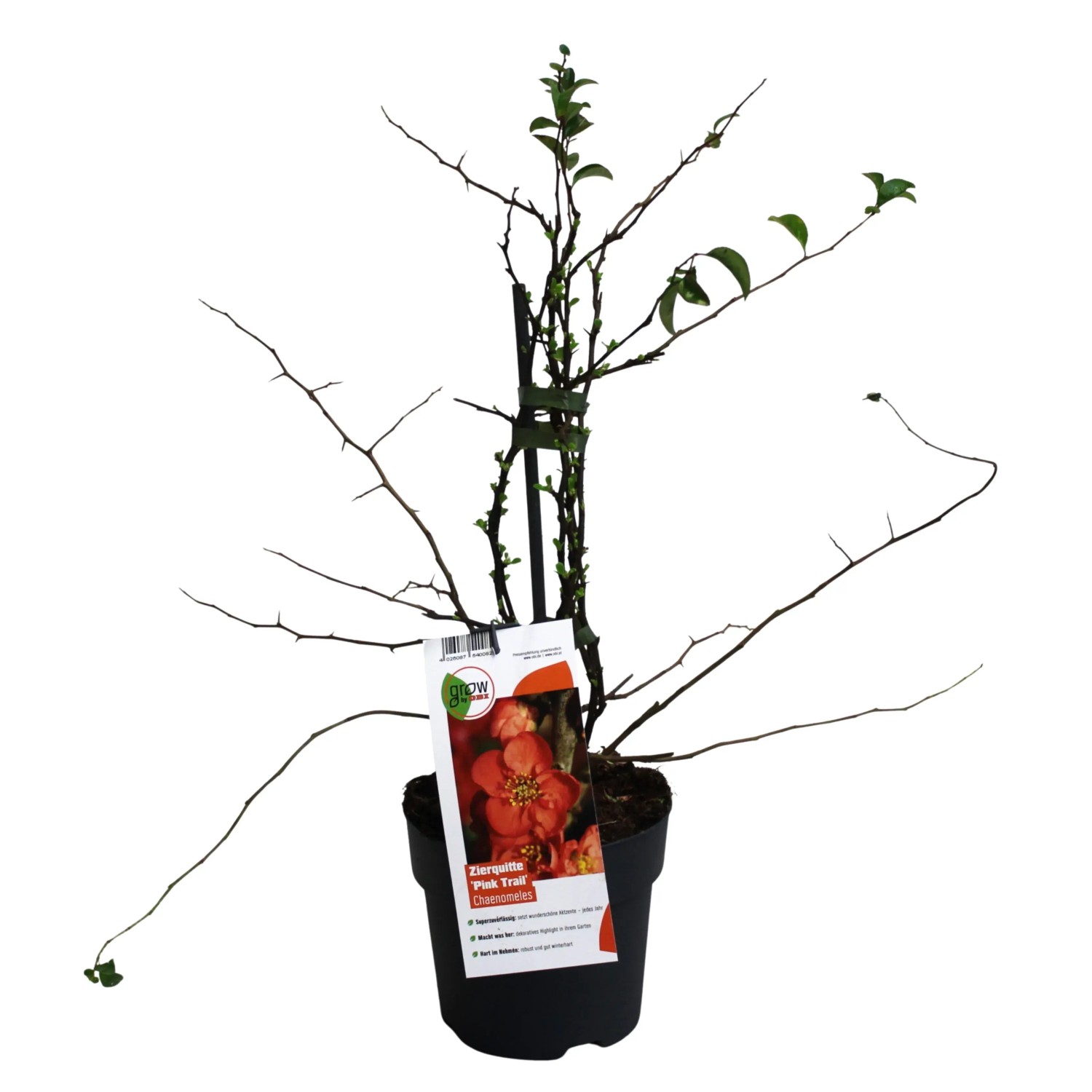 Zierquitte Pink Trail Rosa Höhe ca. 20 - 30 cm Topf ca. 2,3, Chaenomeles