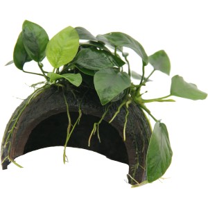 Dennerle Aquariumpflanze Coco Cave mit Anubias Bonsai, grüne Wasserpflanze auf Kokosnusshöhle.