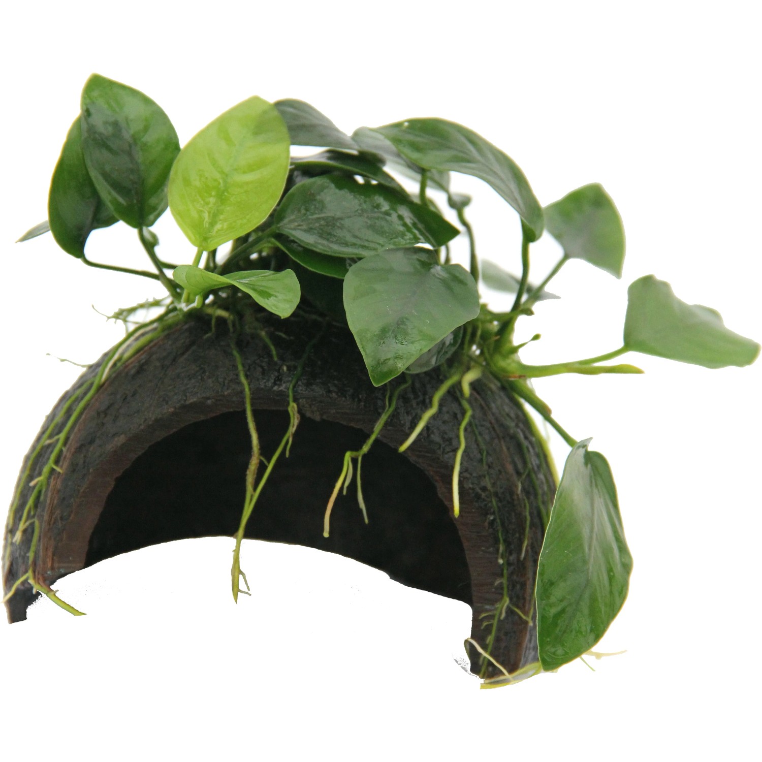Dennerle Plants Aquariumpflanze Coco Cave mit Anubias Barteri Var. Nana Bonsai
