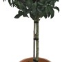 Portugiesischer Kirschlorbeer Angustifolia als Stämmchen im Topf, ca. 65 cm hoch.