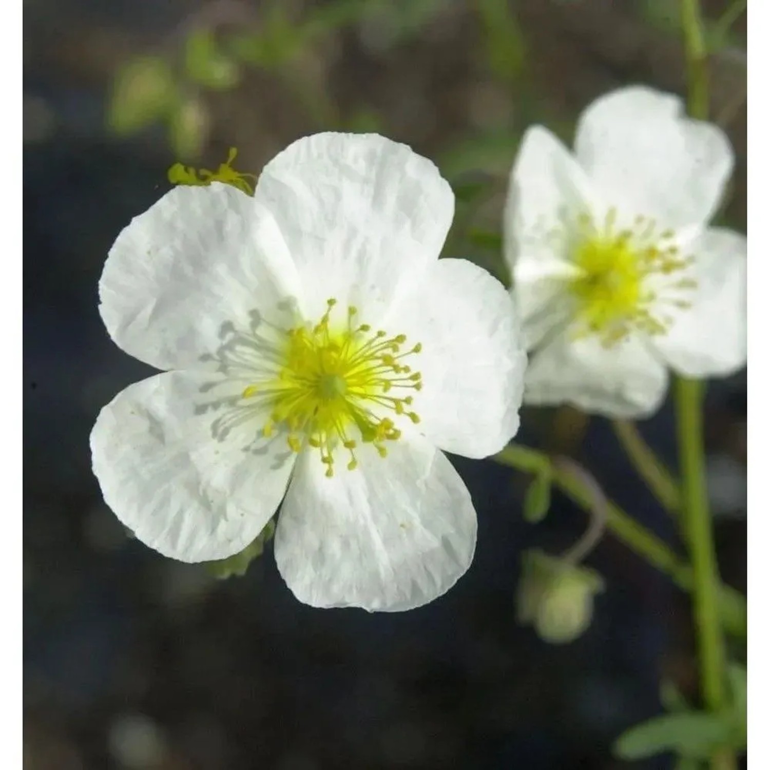 Sonnenröschen Eisbär - Helianthemum