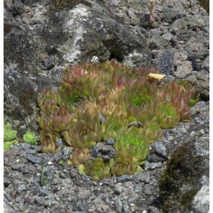 Dachwurz Topas, eine grüne Staude mit rötlichen Spitzen, wachsend zwischen Steinen.