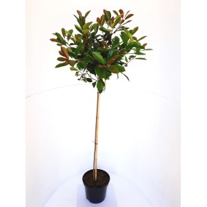 Glanzmispel Stämmchen Photinia Little Red Robin im Topf, ca. 120-130cm hoch, mit roten Blättern.