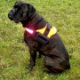 Leuchtoranges Heim Hunde-Spezialgeschirr Profi Gr. S am sitzenden, dunklen Hund.