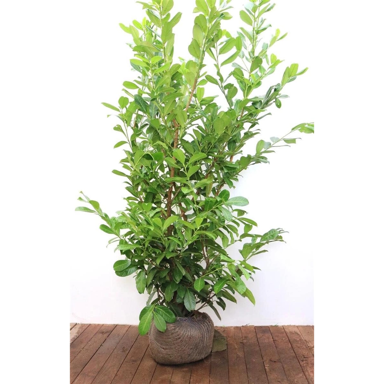 Prunus laurocerasus 'Rotundifolia' 175-200 cm günstig online kaufen