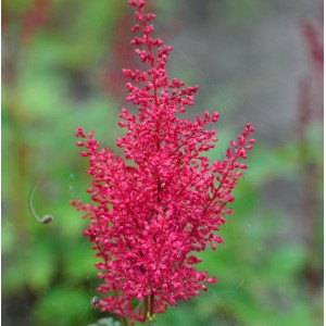 Prachtspiere Red Sentinel: Rote Blütenstände der Astilbe japonica im Detail.