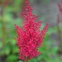 Prachtspiere Red Sentinel: Rote Blütenstände der Astilbe japonica im Detail.
