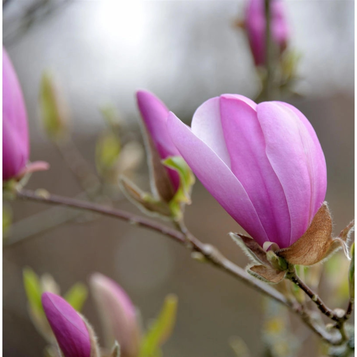 Säulen Magnolie Sentinel 100-125cm - Magnolia günstig online kaufen