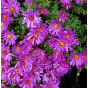 Nahaufnahme der Kissenaster Kassel mit violetten Blüten und gelber Mitte.