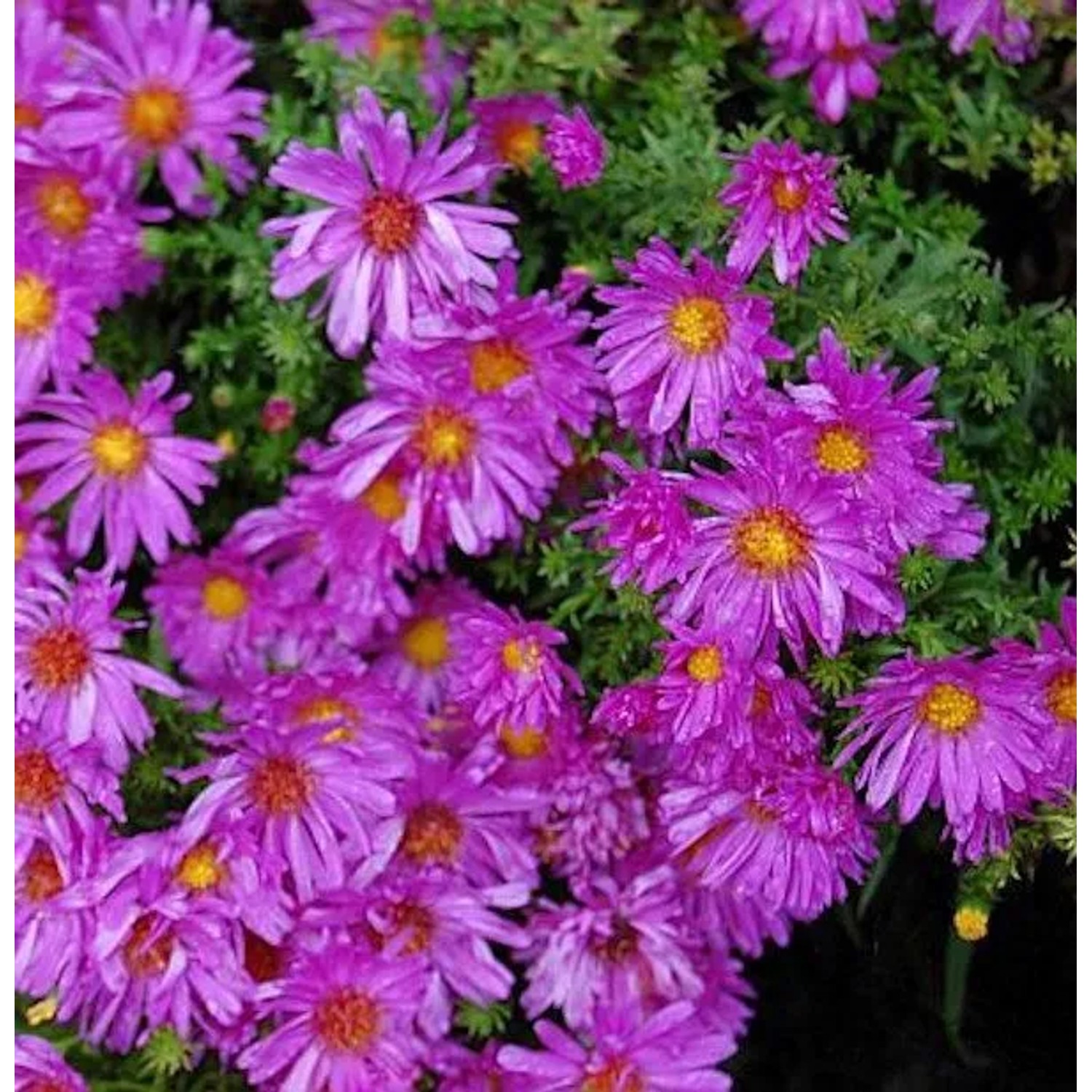 Kissenaster Kassel - Aster dumosus