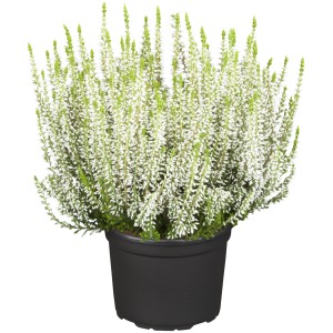 Weiße Knospenheide (Calluna vulgaris) im Topf, ca. 9,5 cm Ø. Winterharte Heidepflanze für Balkon & Garten.