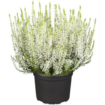 Knospenheide GG Uni Topf-Ø ca. 9,5 cm Calluna vulgaris