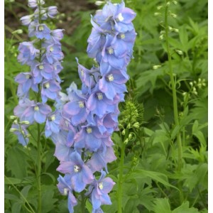 Blühender, hoher Rittersporn 'Augenweide' (Delphinium elatum) im Garten.