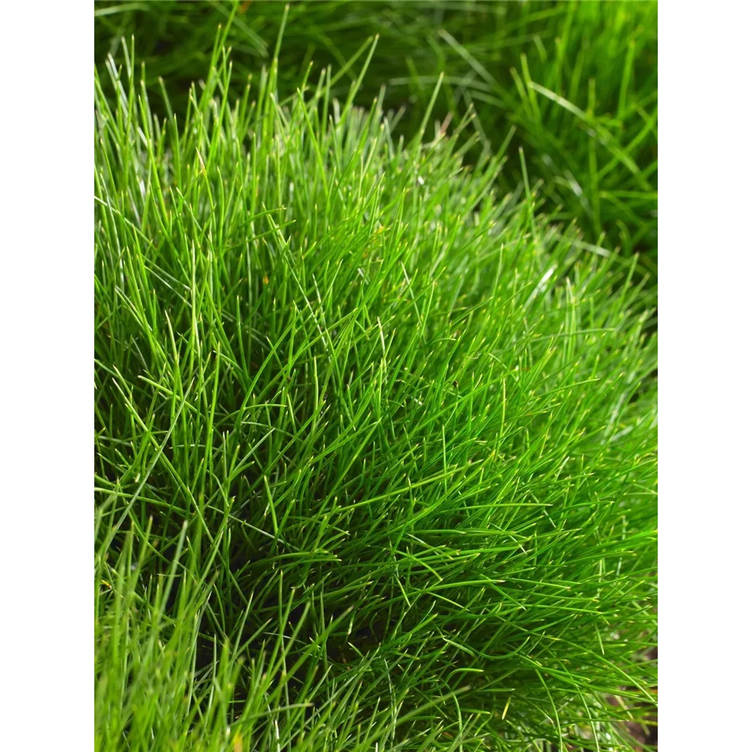 GROW by OBI Brenfell-Schwingel Festuca 9 x 9 cm kaufen bei OBI