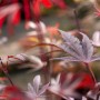 Roter OBI Fächerahorn 'Shaina' (Acer palmatum) mit filigranen Blättern im Topf.