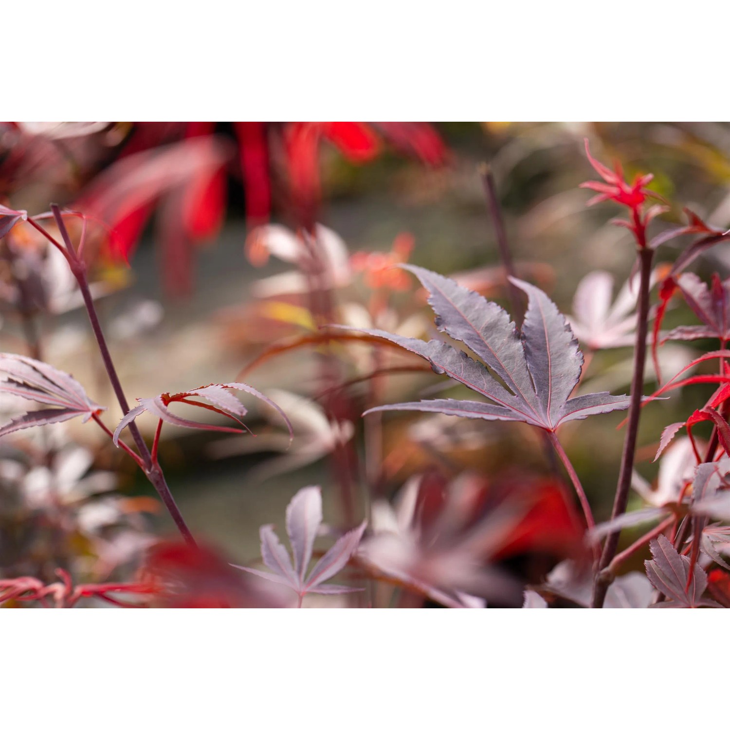 Roter OBI Fächerahorn 'Shaina' (Acer palmatum) mit filigranen Blättern im Topf.