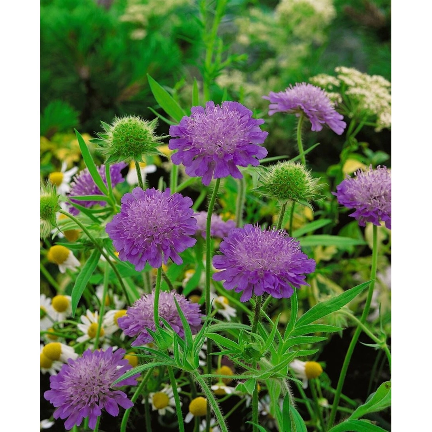 Knautia Macedonica Melton Pastels Mazedonische Witwenblume Ca. 9x9 cm Topf günstig online kaufen