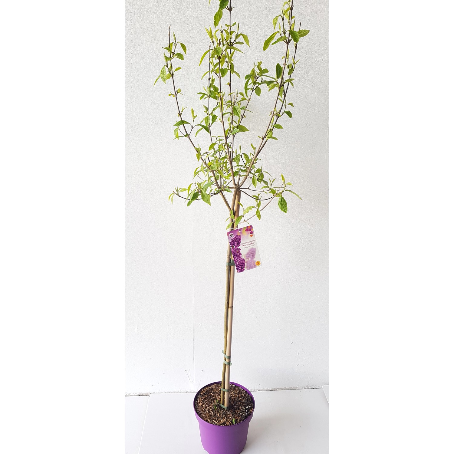 Pflanzen-Boering Callicarpa Profusion-Stämmchen 80 cm Schönfrucht Liebesper günstig online kaufen