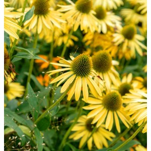Gelber Sonnenhut 'Aloha' (Echinacea purpurea) im Gartenbeet.