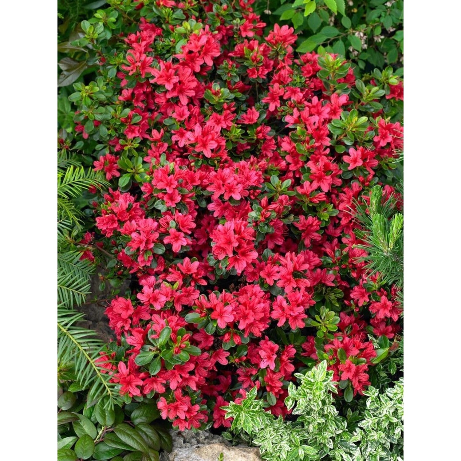 Rhododendron Obtusum Muttertag Azalee Leuchtend Rot 30–40 cm günstig online kaufen