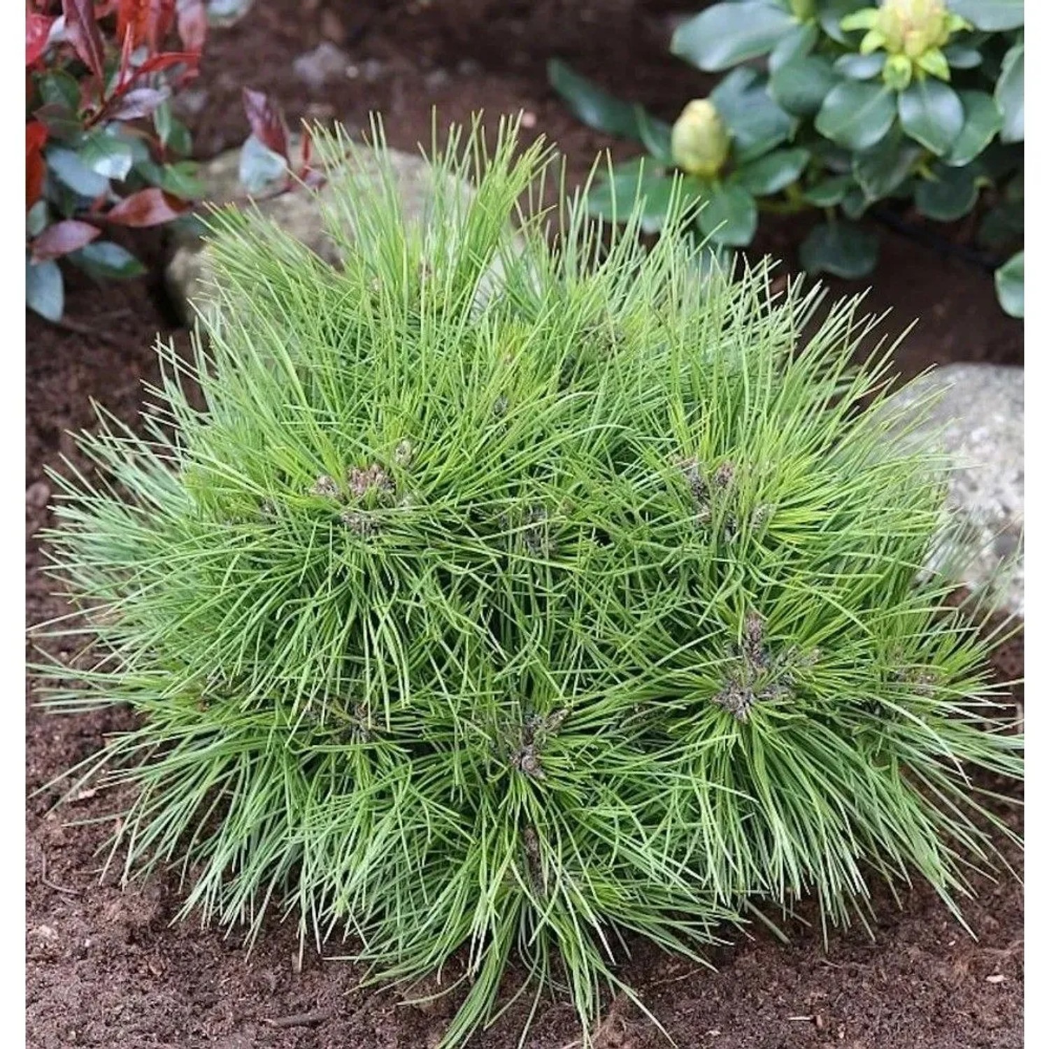 Zwergschwarzkiefer Marie Bregeon 20-25cm - Pinus nigra