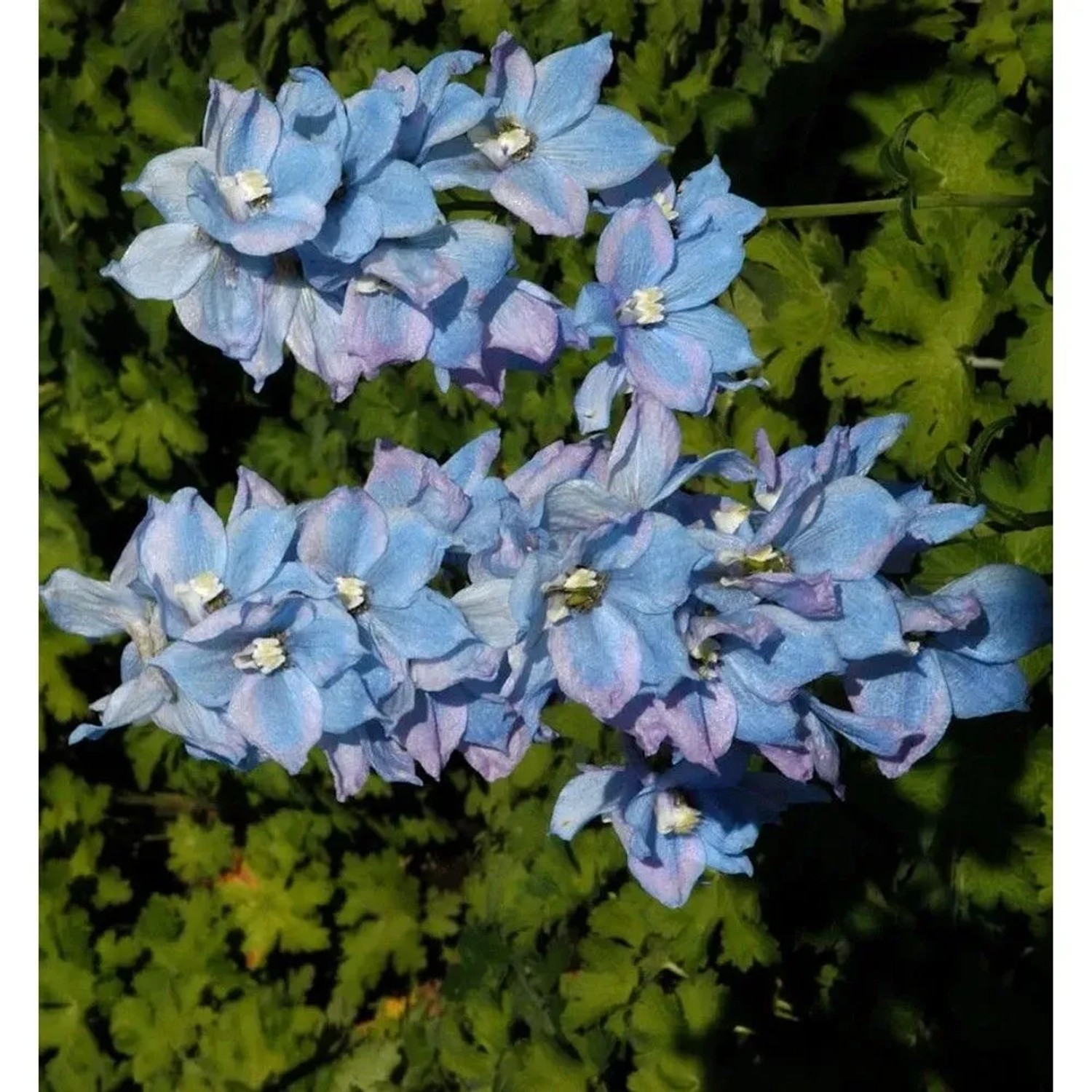 Hoher Rittersporn Blauwal - Delphinium elatum