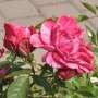 Malerrose Henri Matisse, rosa-weiß gestreifte Blüte mit grünen Blättern.