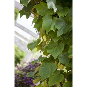 Zierwein Vitis Vinifera Coignetiae mit grünen Blättern an einer Pergola. Kletterpflanze für Garten und Fassade.
