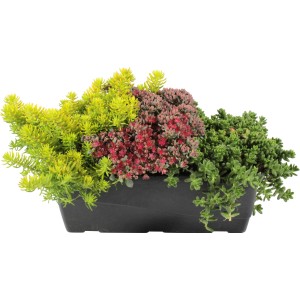 Herbstlich bepflanzter Grow by OBI Balkonkasten mit gelben, roten und grünen Herbstpflanzen.