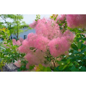 Cotinus Smokey Joe Perückenstrauch mit rauchig rosa Blüten im Garten.