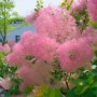 Cotinus Smokey Joe Perückenstrauch mit rauchig rosa Blüten im Garten.