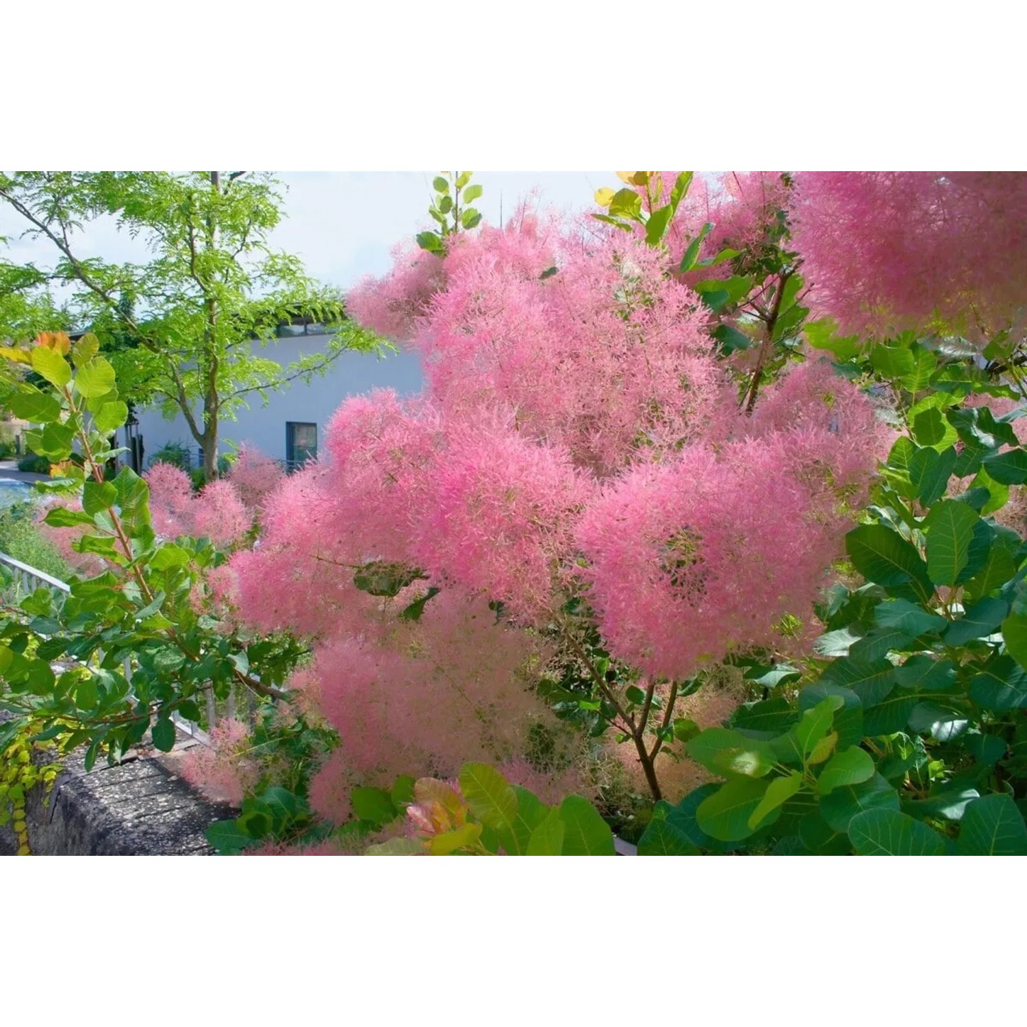 Cotinus Smokey Joe Perückenstrauch mit rauchig rosa Blüten im Garten.