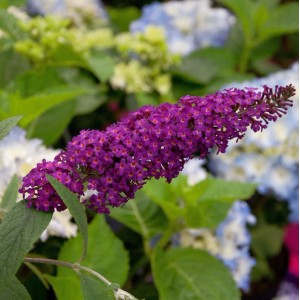 Nahaufnahme des roten Sommerflieders 'Sugar Plum'. Blühender Strauch, ca. 40-60cm hoch.