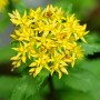 Gelbe Große Fetthenne (Sedum telephium) Staude mit grünen Blättern.