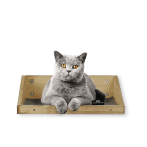 Graue Katze liegt entspannt in geflammter Wandmulde mit dunkelgrauer Cord-Einlage. Hundekissen & Hundedecken Kategorie.