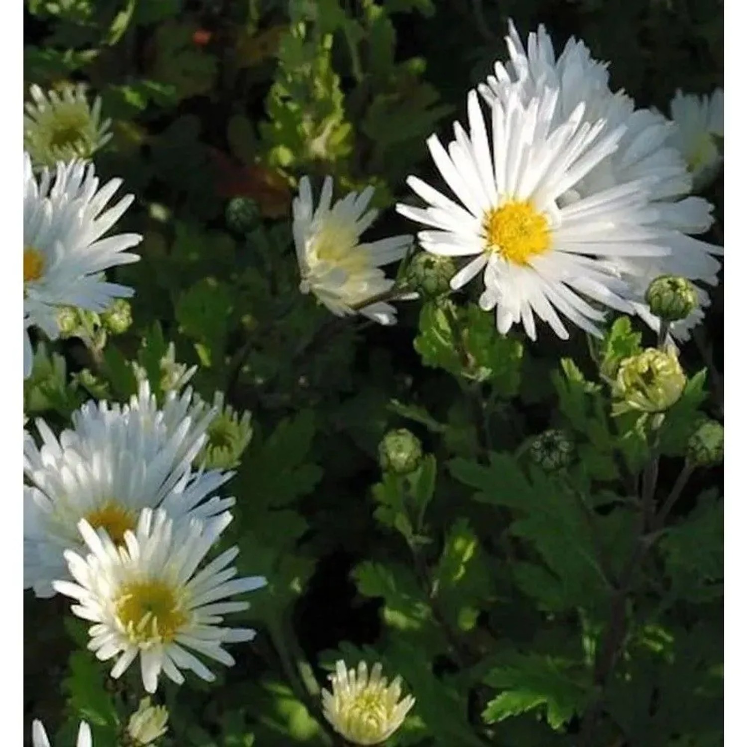 Winteraster Schneesturm: Weiße Blüten mit gelber Mitte, umgeben von grünen Blättern.