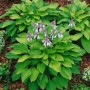 Funkie 'Hyacinthina' im Topf, grüne Blätter, lila Blüten. Schattenstaude für Beet und Kübel.