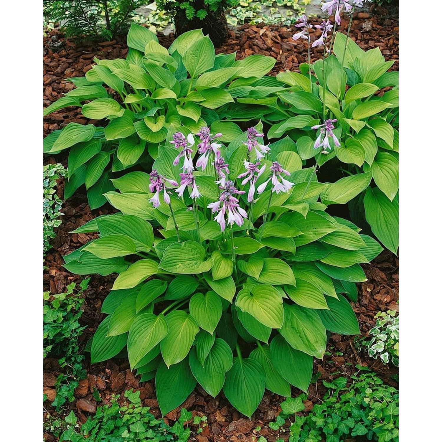 Hosta X Fortunei Hyacinthina Funkie Ca. 11x11 cm Topf günstig online kaufen