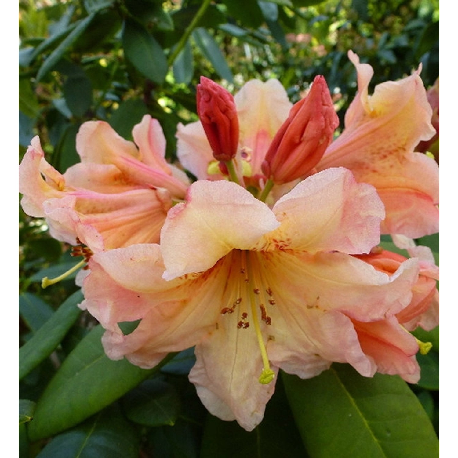 INKARHO - Großblumige Rhododendron Macarena 25-30cm - Alpenrose günstig online kaufen