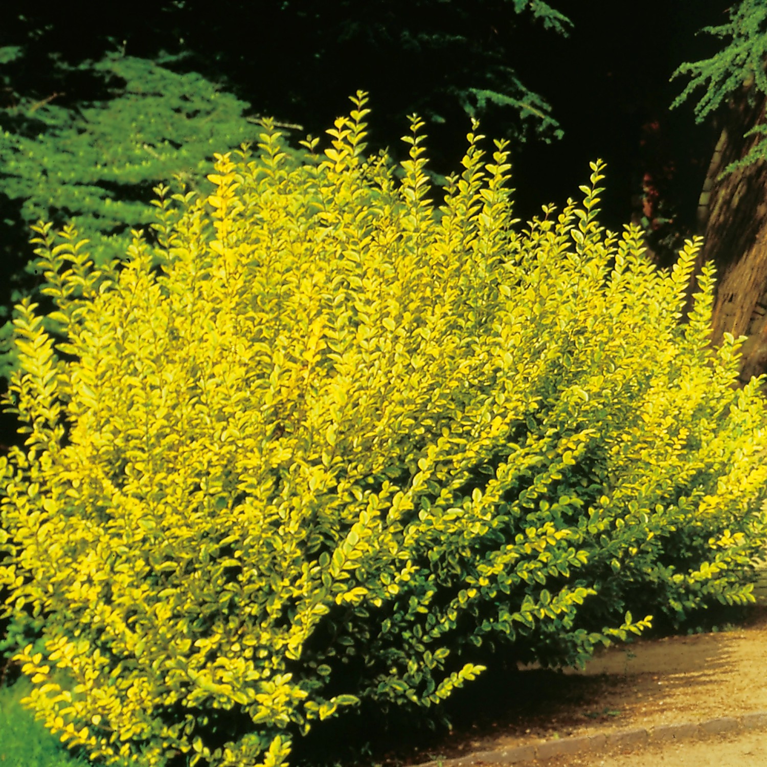 Gold-Liguster 'Aureum' - Immergrüne Heckenpflanze Gelbrandig Winterhart