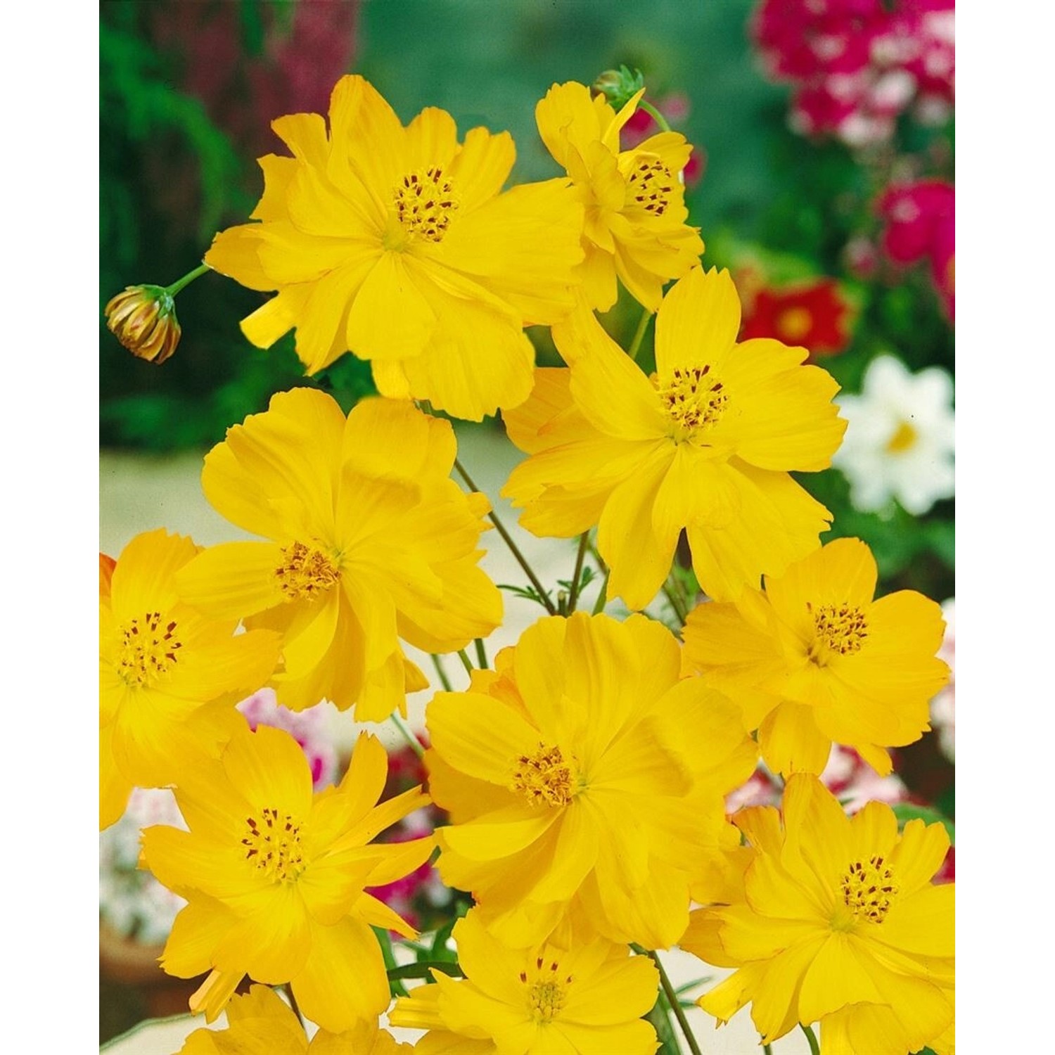 Berlandiera Lyriata Schokoladenblume Ca. 9x9 cm Topf günstig online kaufen