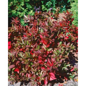 Buschige Itea Virginica Merlot mit roten Blättern, 30–40 cm hoch. Virginia-Süßspiere für Garten und Kübel.