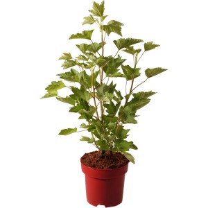 Schwarze Johannisbeere "Tenah" Höhe ca. 30 cm Topf ca. 3,4 l Ribes nigrum