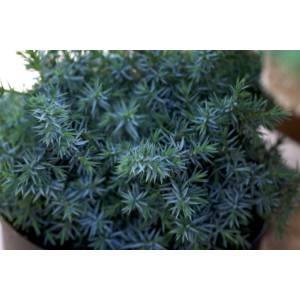 Nahaufnahme des bläulich-grünen Chinesischen Wacholders Blue Alps (60–80 cm).