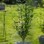 Ovalblättriger Liguster (Ligustrum ovalifolium), 80-120 cm, im Topf, grüne Heckenpflanze für Garten und Sichtschutz.