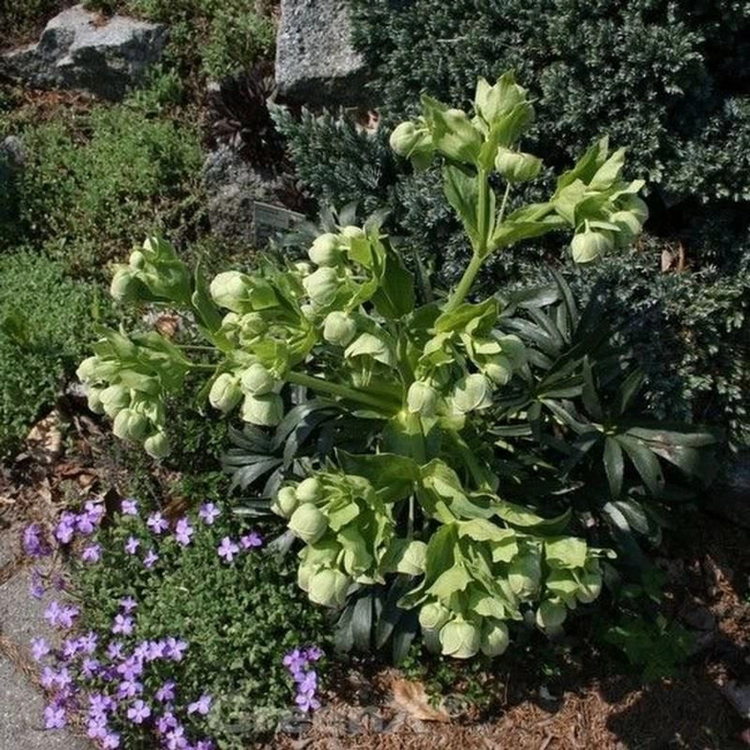 Stinkender Nieswurz Wester Flisk - Helleborus foetidus günstig online kaufen