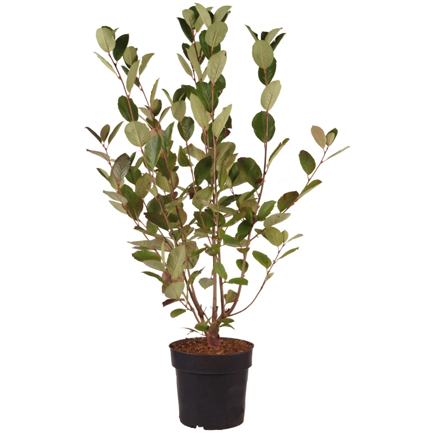 Schwarze Apfelbeere "Autumn Magic" Höhe ca. 40 cm Topf ca. 4,5 l Aronia